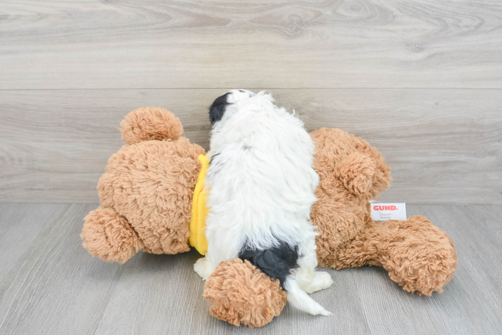 Popular Cavachon Designer Pup