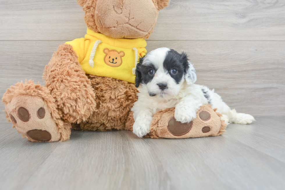 Cavachon Puppy for Adoption