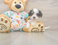7 week old Cavachon Puppy For Sale - Pilesgrove Pups