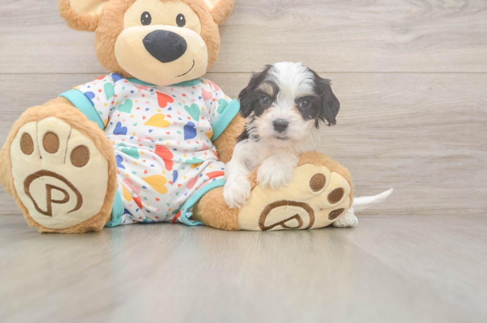 6 week old Cavachon Puppy For Sale - Pilesgrove Pups