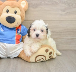 6 week old Cavachon Puppy For Sale - Pilesgrove Pups