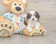 6 week old Cavachon Puppy For Sale - Pilesgrove Pups