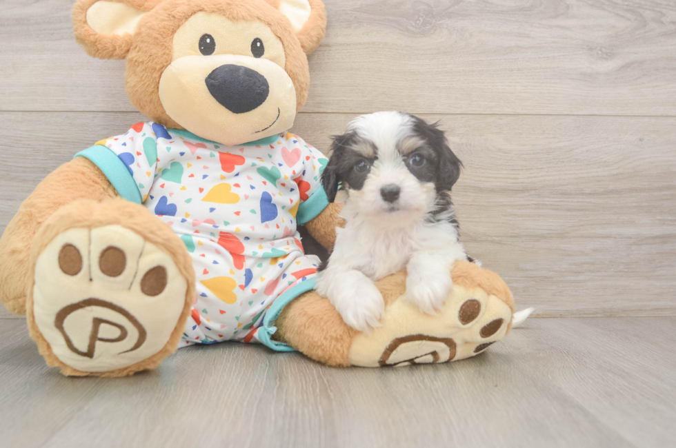6 week old Cavachon Puppy For Sale - Pilesgrove Pups