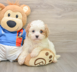 6 week old Cavachon Puppy For Sale - Pilesgrove Pups