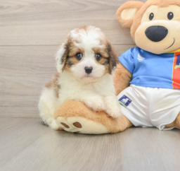 6 week old Cavachon Puppy For Sale - Pilesgrove Pups