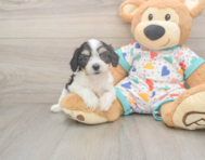 6 week old Cavachon Puppy For Sale - Pilesgrove Pups