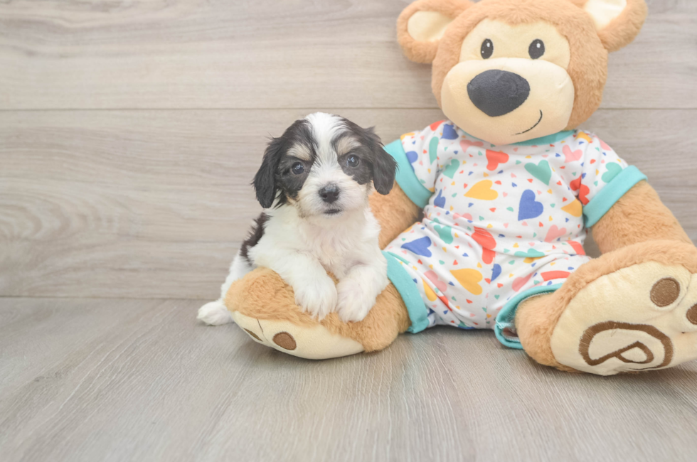 6 week old Cavachon Puppy For Sale - Pilesgrove Pups