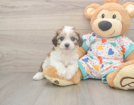 6 week old Cavachon Puppy For Sale - Pilesgrove Pups