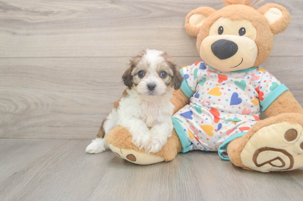 6 week old Cavachon Puppy For Sale - Pilesgrove Pups