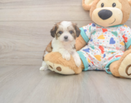6 week old Cavachon Puppy For Sale - Pilesgrove Pups