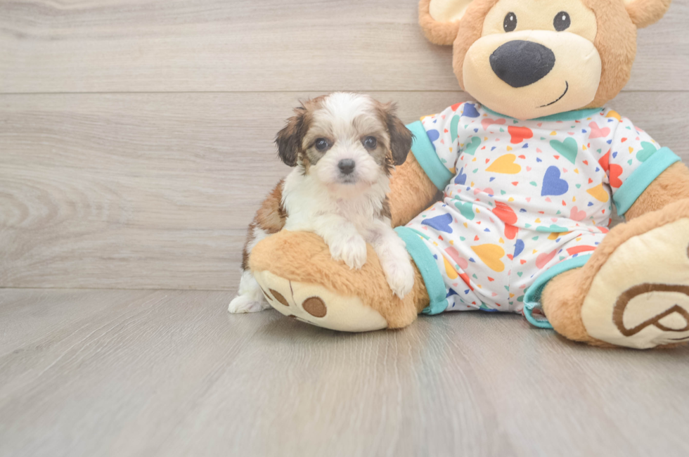 6 week old Cavachon Puppy For Sale - Pilesgrove Pups