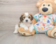 5 week old Cavachon Puppy For Sale - Pilesgrove Pups