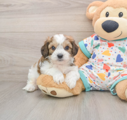 7 week old Cavachon Puppy For Sale - Pilesgrove Pups