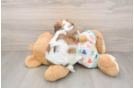 Cavachon Pup Being Cute