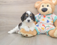 6 week old Cavachon Puppy For Sale - Pilesgrove Pups