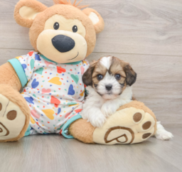 8 week old Cavachon Puppy For Sale - Pilesgrove Pups