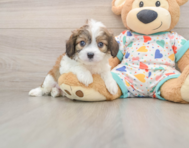 6 week old Cavachon Puppy For Sale - Pilesgrove Pups