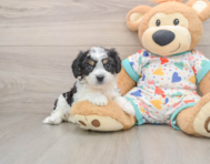 6 week old Cavachon Puppy For Sale - Pilesgrove Pups