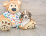 5 week old Cavachon Puppy For Sale - Pilesgrove Pups