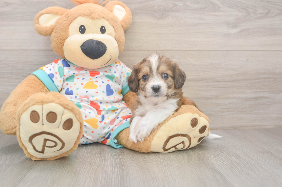 6 week old Cavachon Puppy For Sale - Pilesgrove Pups