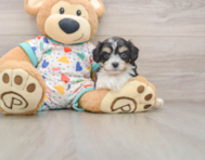 6 week old Cavachon Puppy For Sale - Pilesgrove Pups