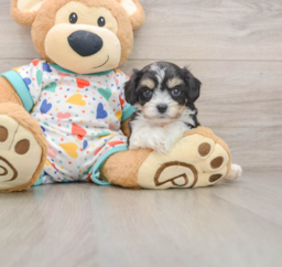 7 week old Cavachon Puppy For Sale - Pilesgrove Pups