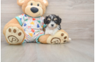 Playful Cavalier Bichon Designer Puppy