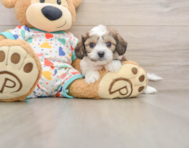6 week old Cavachon Puppy For Sale - Pilesgrove Pups