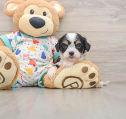 7 week old Cavachon Puppy For Sale - Pilesgrove Pups