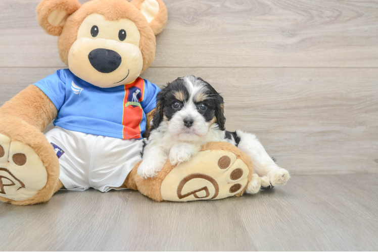 Little Cavalier Bichon Designer Puppy