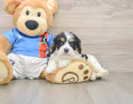 6 week old Cavachon Puppy For Sale - Pilesgrove Pups