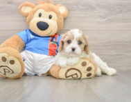 7 week old Cavachon Puppy For Sale - Pilesgrove Pups