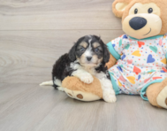 5 week old Cavachon Puppy For Sale - Pilesgrove Pups