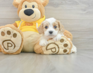 5 week old Cavachon Puppy For Sale - Pilesgrove Pups