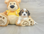 5 week old Cavachon Puppy For Sale - Pilesgrove Pups