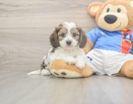 5 week old Cavachon Puppy For Sale - Pilesgrove Pups