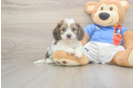 Best Cavachon Baby