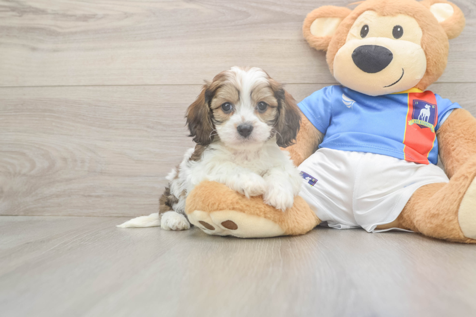 Best Cavachon Baby