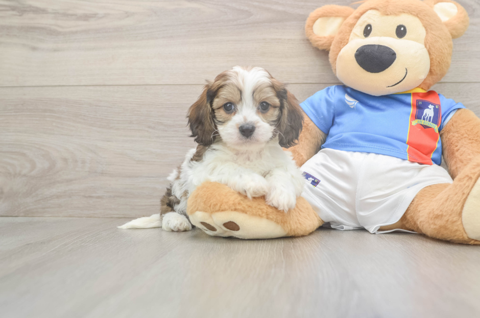 5 week old Cavachon Puppy For Sale - Pilesgrove Pups