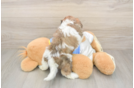 Funny Cavachon Designer Pup