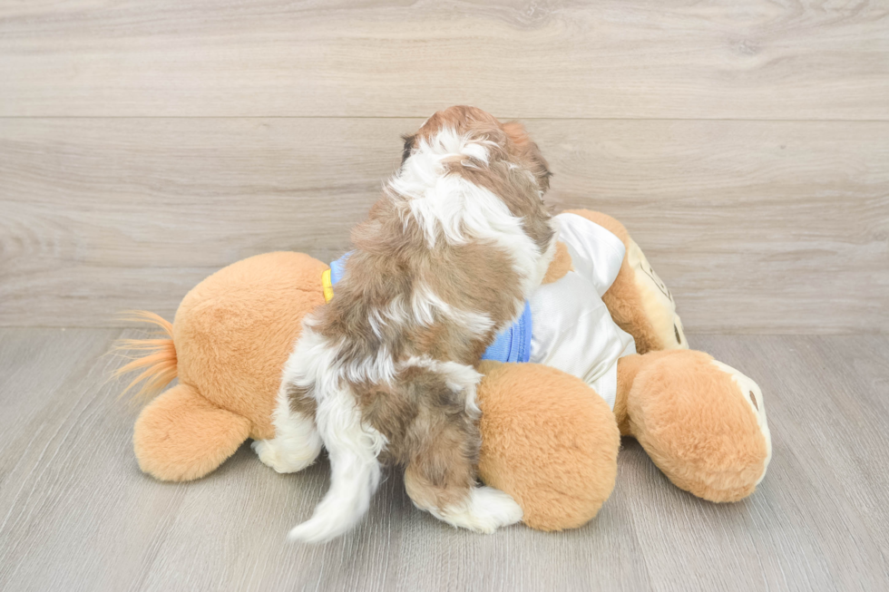 Funny Cavachon Designer Pup