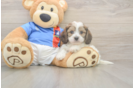 Cavachon Puppy for Adoption