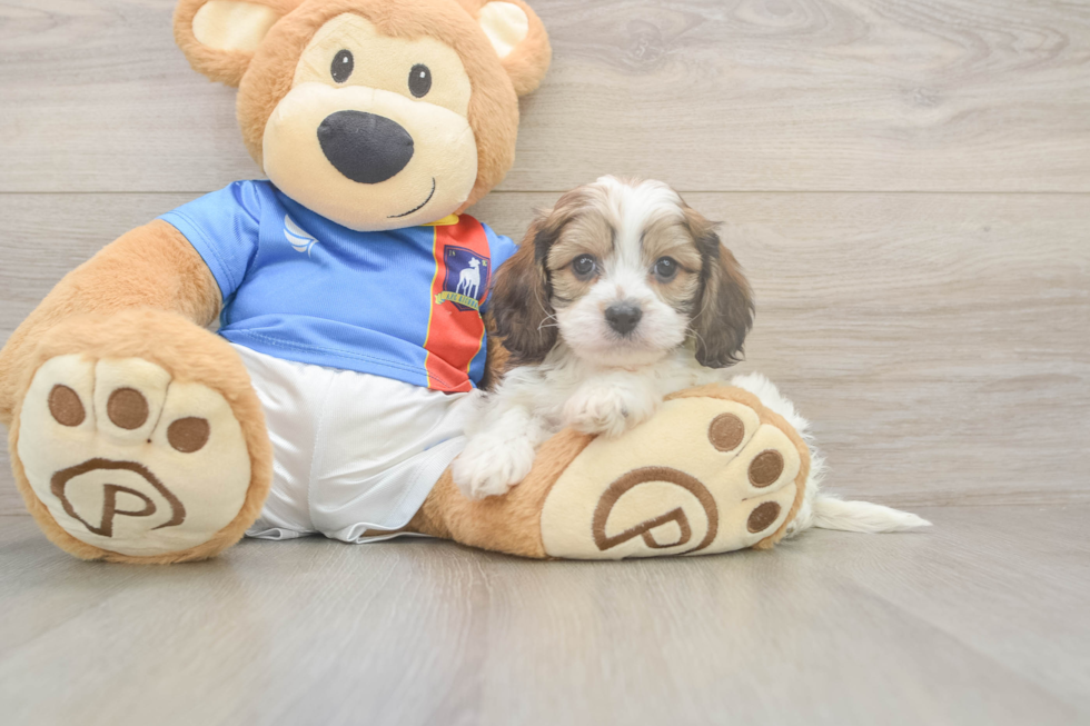 Cavachon Puppy for Adoption