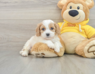 5 week old Cavachon Puppy For Sale - Pilesgrove Pups