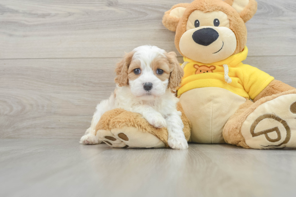 Cute Cavachon Baby