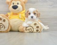 7 week old Cavachon Puppy For Sale - Pilesgrove Pups