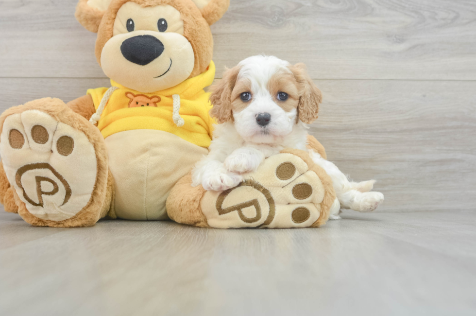 7 week old Cavachon Puppy For Sale - Pilesgrove Pups