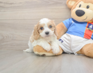 5 week old Cavachon Puppy For Sale - Pilesgrove Pups