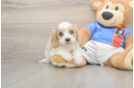 Best Cavachon Baby