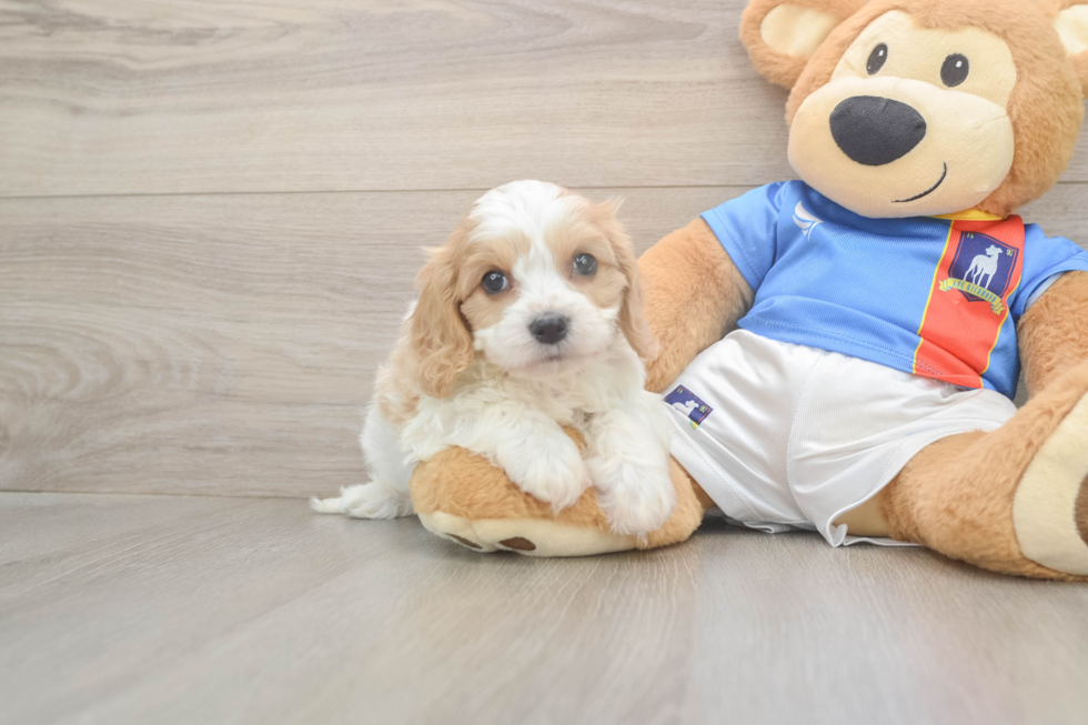 Best Cavachon Baby